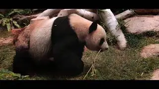 Nature and Animals - MGTO &times; Beautiful Destinations Macao Campaign 2017