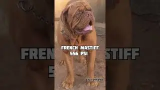 🔥Top 5 Dog breeds with strongest bite force|&bull;DOGO UNIVERSE|&bull;SUBSCRIBE&bull;|