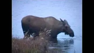 Denali Park Wildlife Photography Safety