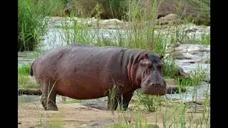 Sound Effects - Hippopotamus