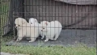 Toy pom dog puppy available location delhi all over India delivery 99716 55516 