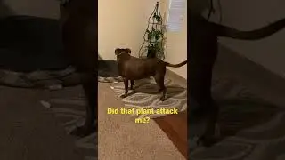 My Dog Survives Savage Plant Attack #hankthetank #cute #shorts #funny #lindo
