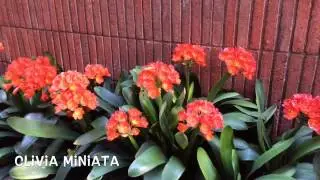 Clivia miniata. Garden Center online Costa Brava - Girona.