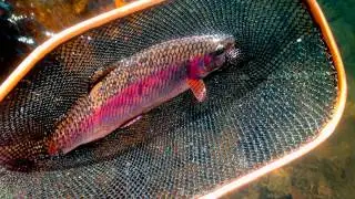 A Fly Fishing Guide's Season in Oregon | The Deeper Meaning of Fishing