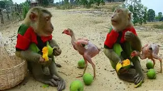 Are You Hungry ! SokYaa Angry This Chicken