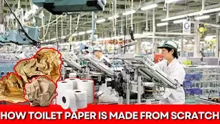 Inside the Factory: How Toilet Paper is Made from Scratch