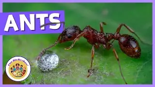 Kids Educational Videos | Kindergarten and Elementary ENGLISH Math SCIENCE | 🐜 Amazing Ants!