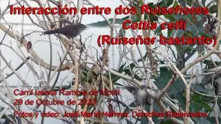 Interacci&oacute;n dos ejemplares del Ruise&ntilde;or bastardo (Cettia Cetti)