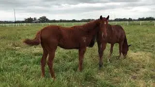 Sebring - Impressive Jeuney Yearling Colt