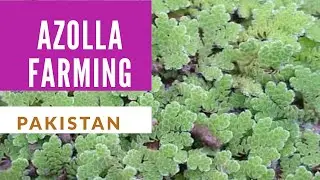 Azolla Culture Grow in Home (Organic Protein) | Azolla Farming in Pakistan