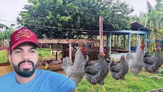 QUANTOS DA PARA GANHAR CRIANDO GALINHAS CAIPIRA POR MÊS 