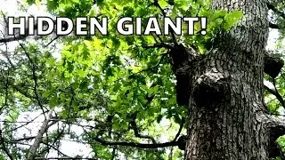 Oak Savanna Project - Finding the Giant Bur Oak