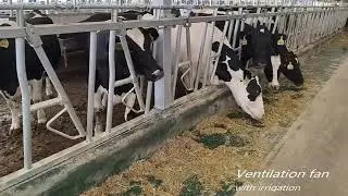 Cow headlock Cattle head lock with customized dimension