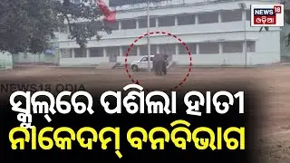 ସ୍କୁଲରେ ପଶିଲା ଦନ୍ତା ହାତୀ | Elephant Strays Into Baripada Village, School And City | Odia News