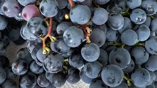 🍇 campionamento dell'uva🌡⚗
