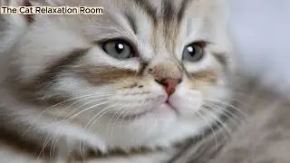Sleeping time for kittens