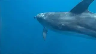 Snorkeling | New Zealand Bay of Islands | Dolphins