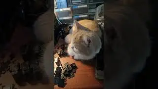 shortleg munchkin cat #trendingcatvideos #shorts #cattrend #cats #catsworldwide #catworlds