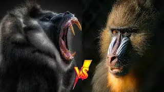 💥Mandril Vs Babuino &iquest;Cu&aacute;l es mas poderoso?