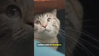 Cat Biting Try This One Second Hack Now!