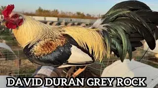 David Duran Pure Ruble Hatch Grey Sweater Roundhead Kelso Albany - Farm Visit California USA