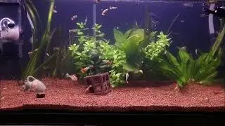 Gupikarium po zmianach #003/26