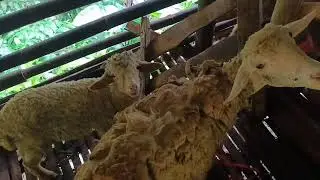Tawar menawar penjual kambing dan pembeli