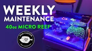 Еженедельное обслуживание | Микрорифовый аквариум PNW Custom объемом 40 унций