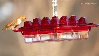 Lil Sweety Feeder - Rufous Hummingbird