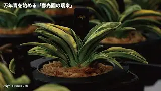 万年青を始める「春光園の瑞泉」