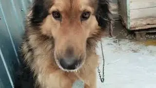 Всем привет, дорогие наши подписчики, скучали? Мы тоже🐕🦮🐕‍🦺🥰🙏🫶👋