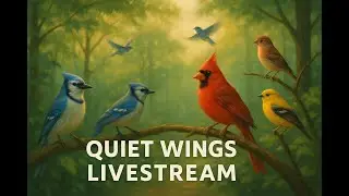 🐤🚨 Live Bird Feeder Cam in 4K | Cardinals, Blue Jays, Gold Finches & Other Birds | Quiet Wings 🐦🚨