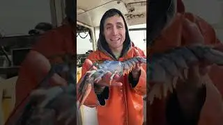 Rarest lobster in the world pt. 1