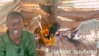 How to Make Goat Feed &ndash; My Feeding Formula for Healthy Goats