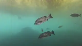 Local Beach Dive 4K Video with the SeaLife Micro 3.0