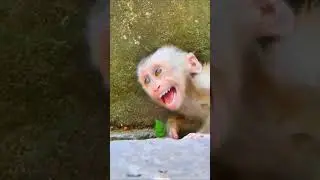 Leo screaming loud for milk #reelfb #fbreel #wildlife #monkey #video #Leo #Libby #Lily #babycry #cut