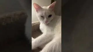 cat flu herpes virus in a cat