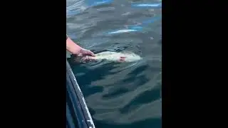 5lb Perch Release