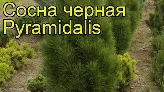 Сосна черная Пирамидалис. Краткий обзор, описание характеристик, где купить pinus nigra Pyramidalis