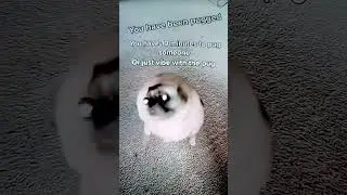 #memes #funny #mypug #cute #pets #pug #trend #dog #cutedog #speakpug