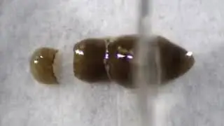 Flatworm Experiment