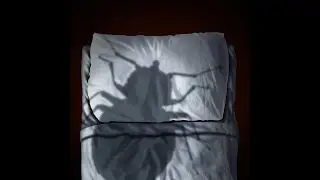 Bed Bug Child and Pet Safe Treatment Cost, Pest Control Exterminator Prices Brooklyn, New York City