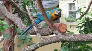Blue & Gold Macaw Climbs Log & Green Wing Macaws Perch at Central Florida Zoo 2019! Sanford