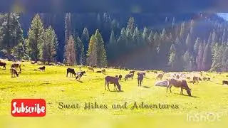 cows grazing in janshahi meadow |  janshai banda | beautiful meadows in Pakistan