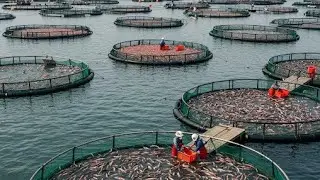 Unseen Worlds: The Skill and Scale of Modern Fish Egg - Mullet Roe - Production