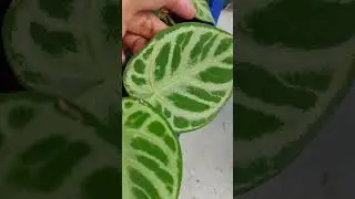 Anthurium Dorayaki Silver Blush | indonesiaplants.com | Tropical Houseplants