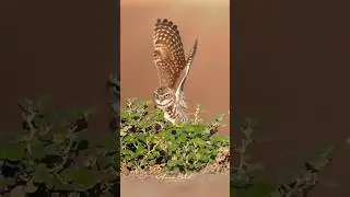 Cute Burrowing Owl Catches a Stick #owl #burrowingowl #birds #birdsvideo #owlvideos #OwlVideo