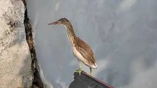 Bitterns ll Indian Pond Heron ll తుంపొడి