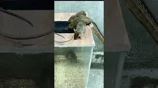 Best mouse trap idea mice can't resist #mousetrap #rat #shorts #animals  #pestremoval #pestcontrol