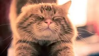 Funny Cats Compilation 2017 - Best Funny Cat Videos Ever